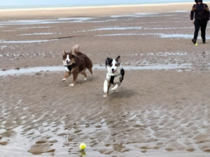 deux chiens jouent à la balle à la plage