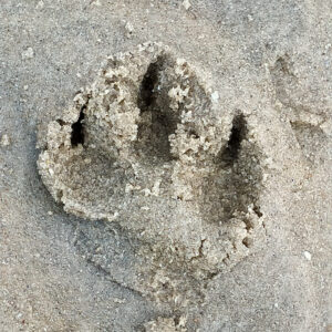 empreinte de chien dans le sable