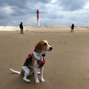 chien beagle croisé lévrier assis face à la mer, derrière une femme et un jeune garçon, et le phare de la tremblade en arrière-plan