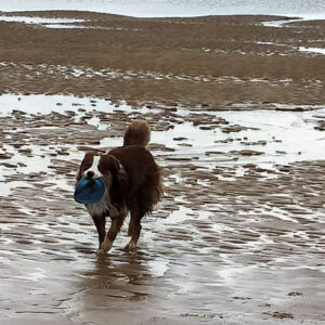 un chien marron et blanc sur la plage inondée ramène un frisbee dans sa gueule