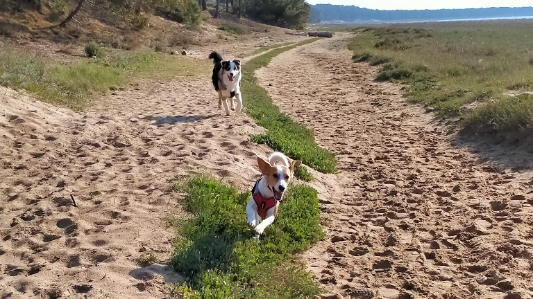 un berger australien court après un petit chien marron et blanc sur un chemin sableux