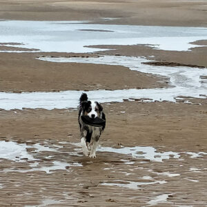 chien berger australien à la plage ramène un frisbee