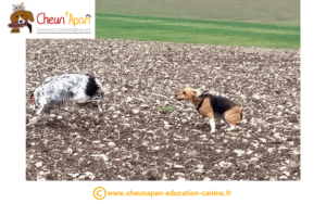un chien beagle court après un chien setter anglais dans un champ