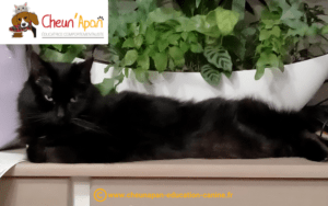 chat européen noir allongé de tout son long sur un meuble, devant un pot de plantes en forme de bateau