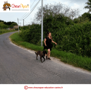 chien berger hollandais et sa maîtresse qui marchent au bord de la route