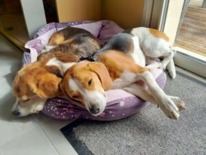 douna et un chien croisé beagle dorment dans un panier violet