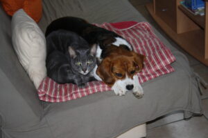 douna et un chat européen gris allongés sur un canapé