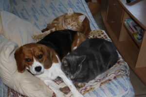 douna allongée sur un canapé entre un chat européen roux et un chat européen gris