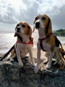 douna et un chien beagle en laisse assis sur un rocher à la plage