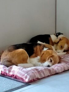 douna et un autre chien beagle dorment ensemble sur un panier à carreaux rose