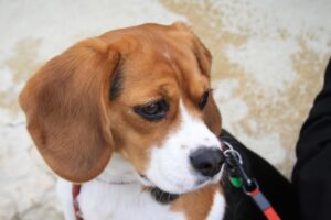 portrait de douna la petite beagle