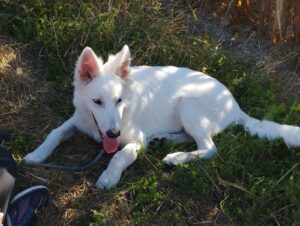 chien berger blanc suisse allongé dans l'herbe et haletant