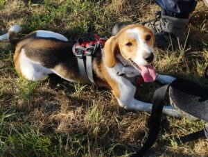 chien beagle croisé lévrier, la langue pendante, allongé dans l'herbe au pied de son maître