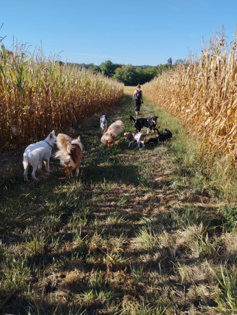 chiens en balade sur un chemin entouré de champs de maïs