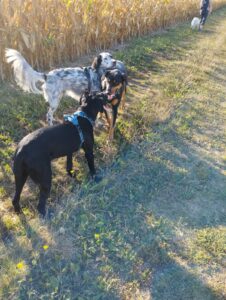 trois chiens jouent à côté d'un champ de maïs