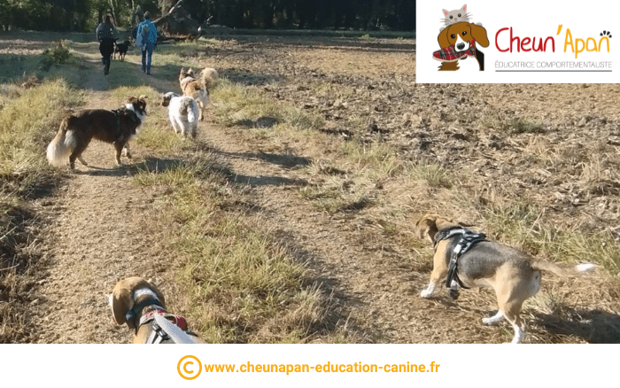 des chiens et leurs maîtres en promenade sur un chemin de terre bordant des champs