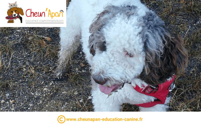 un chien d'eau romagnol avec un foulard rouge debout dans l'herbe tire la langue