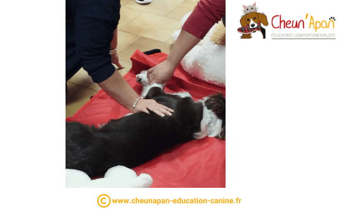 cheun apan-education canine-comportementaliste-actualités-atelier 1er secours chien et chat-2022-10-23-061