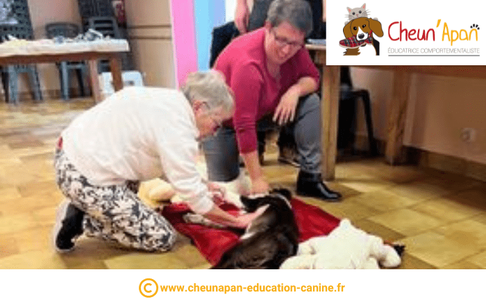 cheun apan-education canine-comportementaliste-actualités-atelier 1er secours chien et chat-2022-10-23-062
