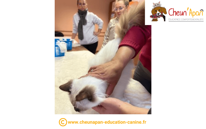 cheun apan-education canine-comportementaliste-actualités-atelier 1er secours chien et chat-2022-10-23-063