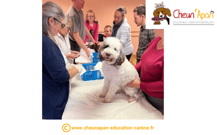 cheun apan-education canine-comportementaliste-actualités-atelier 1er secours chien et chat-2022-10-23-066