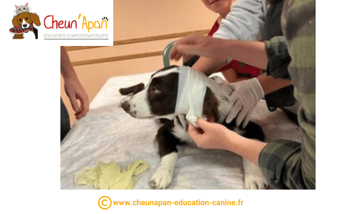 cheun apan-education canine-comportementaliste-actualités-atelier 1er secours chien et chat-2022-10-23-067