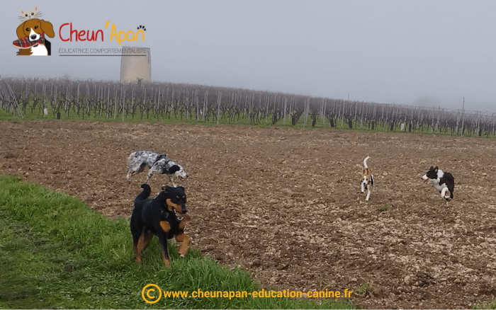 cheun apan-education canine-comportementaliste-actualités-canirando-barbezieux-2022-12-18-005