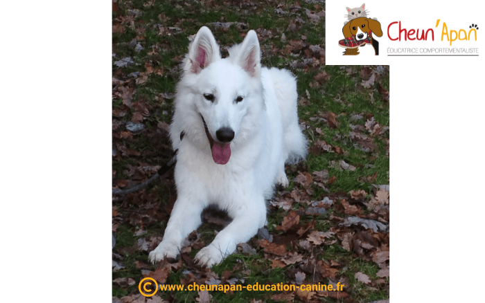 cheun apan-education canine-comportementaliste-actualités-canirando-barret-2022-12-11-003