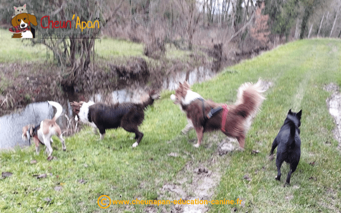 cheun apan-education canine-comportementaliste-actualités-cani-rando-Lachaise-2023-01-08-004