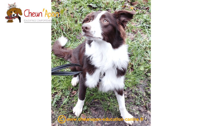 chien border collie chocolat et blanc, nommée t'urgo regardant en l'air lors de la cani-randonnée de berneuil le 22 janvier 2023