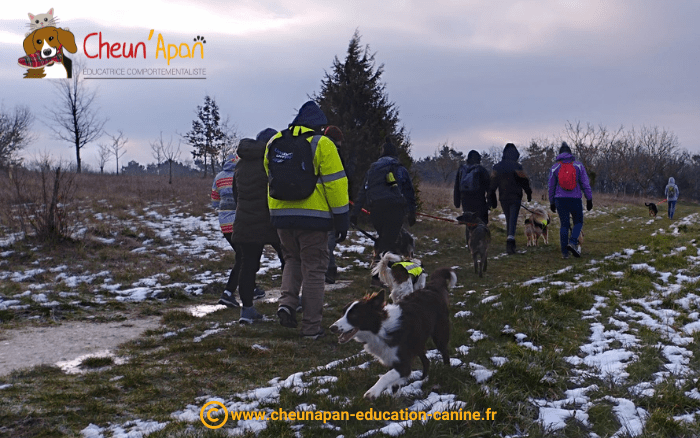 groupe avec les chiens dont au premier plan un border collie marron et blanc qui cours lors de la cani-randonnée de berneuil le 22 janvier 2023