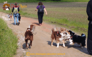 Cani-randonnée à Condéon, le groupe avec les chiens en train de jouer