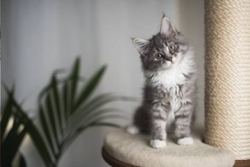 un jeune chat gris se tient assis sur un meuble et regarde l'objectif en penchant la tête