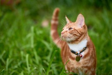 un chat roux se promène au milieu d'une pelouse haute en regardant sereinement autour de lui