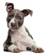 un chien marron et blanc aux yeux bleus regarde l'objectif et tend les oreilles comme pour écouter