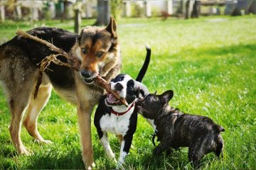 trois chiens de différentes races jouent ensemble avec un même bâto